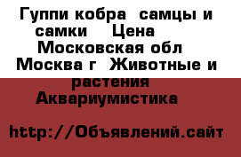 Гуппи кобра (самцы и самки) › Цена ­ 60 - Московская обл., Москва г. Животные и растения » Аквариумистика   